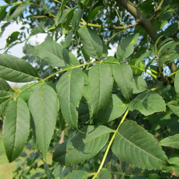 Ash leaves, organic ash, dried leaves, products from my garden, organic plant, organic ash, without any products, without any treatment