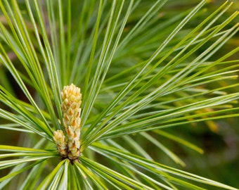 Pine needles, pine needle tea, dried pine needles, products from my garden, air dried