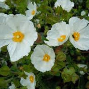 Sage leaf rockrose, Cistus salviifolius, Cistus salviifolius seeds, organic flowers, products from my garden, organic plant, untreated image 1