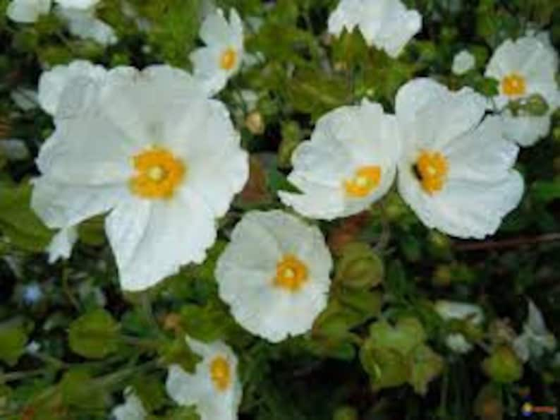 Sage leaf rockrose, Cistus salviifolius, Cistus salviifolius seeds, organic flowers, products from my garden, organic plant, untreated image 1