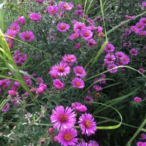 New England Aster Seeds, Symphyotrichum novae-angliae, products from my garden, organic plant, organic flower