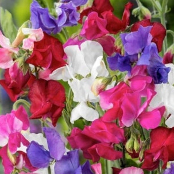 Sweet pea seeds, Lathyrus odoratus, mixed colors, organic seeds, flowers from my garden, without any products, without treatment