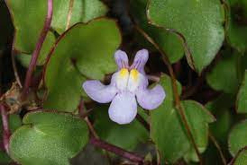 Wall cymbalaria, Wall cymbalaria seeds, Cymbalaria muralis, Linaria cymbalaria, Cymbal toadflax, Wall toadflax, Ruin of Rome image 9