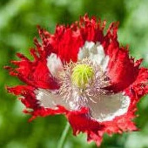 Peut inclure: Une fleur de pavot rouge avec des pétales blancs et un centre vert. Les pétales sont frisés et ont un bord légèrement dentelé.