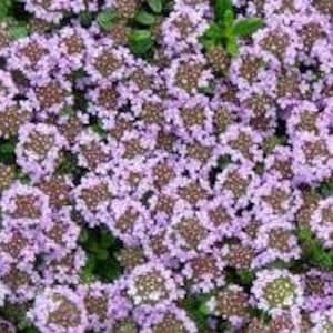 May include: A close-up view of a bed of small, purple flowers with green leaves. The flowers are densely packed together, creating a vibrant and colorful display.