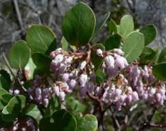 Dried leaves of Bearberry Arctostaphyle bearberry, Common bearberry, Bearberry, Trailing arbutus, Bearberry, Small boxwood