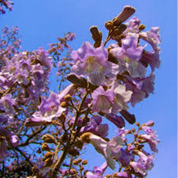 Graines de Paulownia Tomentosa, Fleurs Biologiques, Produit Mon Jardin, Non Traitées