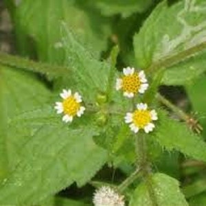 Galinsoga parviflora, Galinsoga parviflora seeds, products from my garden, organic plant, organic flower, untreated flowers image 2