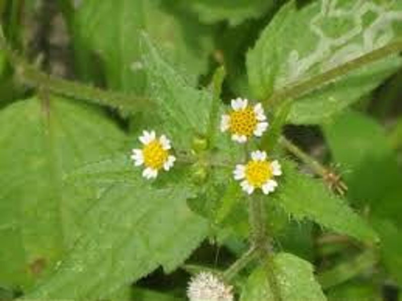 Galinsoga parviflora, Galinsoga parviflora seeds, products from my garden, organic plant, organic flower, untreated flowers image 2