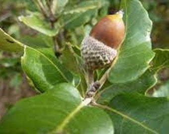 Glands de Chêne vert,Yeuse,Quercus ilex,Chêne faux houx,produits de mon jardin,plante Bio,non traité