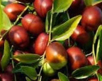 Ziziphus jujuba,fruits mure,grands fruits,JUJUBA BIOLOGIQUE,Fruits rare,fruits des pays des Balkans,fruits biologique,fruits séchés