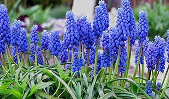 Muscari Armeniacum, Graines de Muscari Armeniacum, Graines Biologique, Fleurs Mon Jardin, Sans Aucun