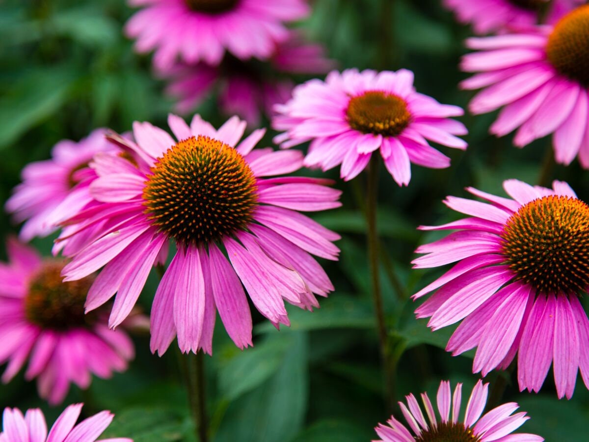 Graines d'echinacea Laevigata, Graines Biologique Laevigata, Fleurs de Mon Jardin, Sans Aucun Produi