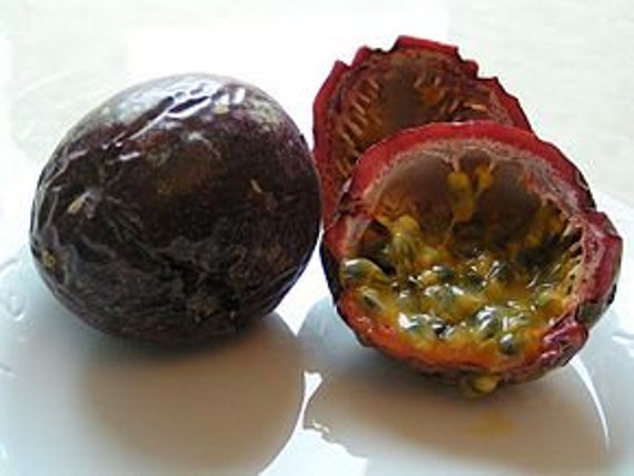 La Grenadille, Fruit de La Passion ou Fruit Pourpre, Graines Fruits Passion, Passiflora Edulis, Frui