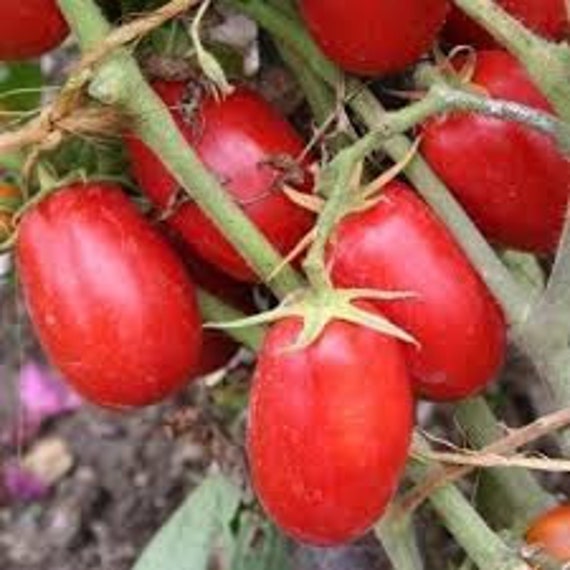 Tomate Roma, Graines de Tomate Roma, Tomates Biologique, Fruits Biologique, Tomates Mon Jardin, Sans