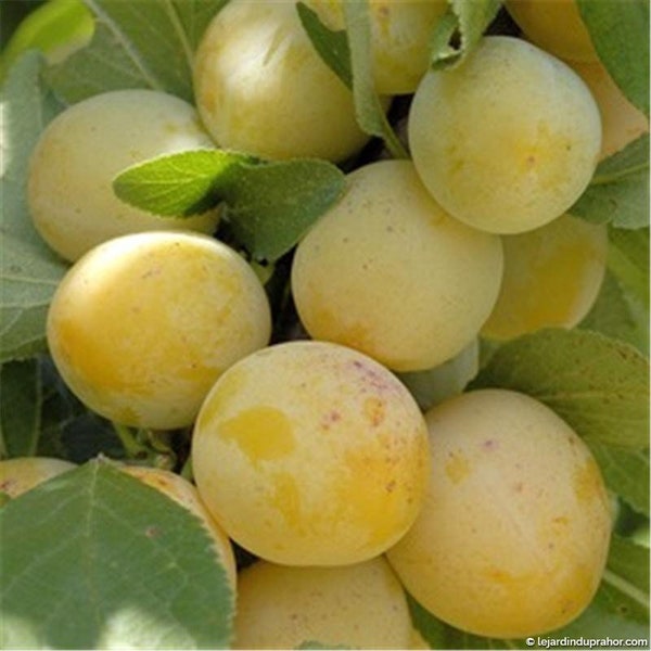 Queen Claude plum tree, Queen Claude seeds, products from my garden, organic fruit, large fruit 5 cm, red yellow color