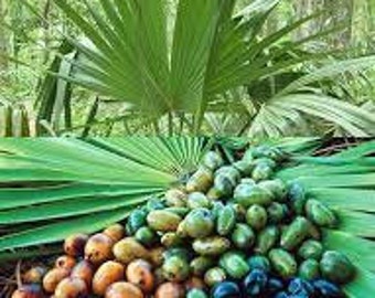 Semillas de Serenoa repens, palmeras enanas, palmera de Florida, semillas de palmiste de col, ORGÁNICAS, semillas orgánicas, producto de mi jardín