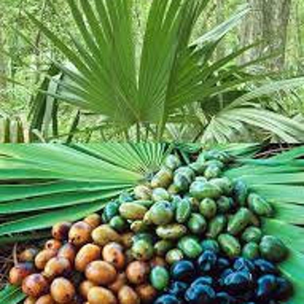 Graines de Serenoa repens,palmiers nains,Palmier de Floride,graines de Chou palmiste,  BIOLOGIQUE,graines biologique,produit de mon jardin