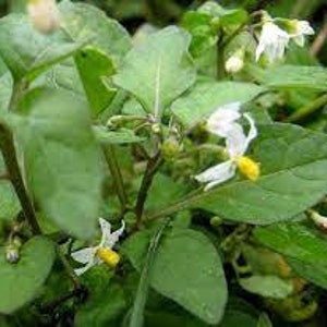 Black nightshade seeds, Solanum nigrum, organic plant, product from my garden, untreated, image 2