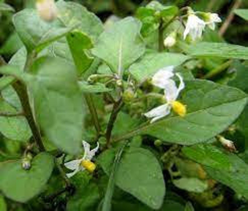 Black nightshade seeds, Solanum nigrum, organic plant, product from my garden, untreated, image 2