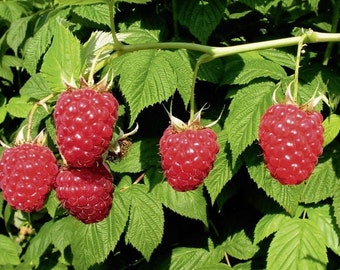 Dried leaves, RASPBERRY, RASPBERRY leaves, herbs, spices, products from my garden, organic RASPBERRY, Picked and dried in the open air