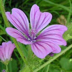 Può includere: Primo piano di un vibrante fiore viola con cinque petali, che mostra delicate venature. Il centro del fiore è di un viola più scuro, circondato da steli e foglie verdi. Lo sfondo è un fogliame verde sfocato.
