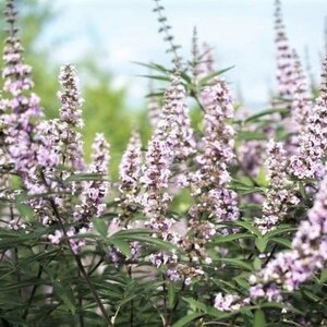Vitex agnus-castus Rosea, Pepper tree, Vitex agnus-castus seeds, products from my garden, organic plant, organic flower, organic, untreated