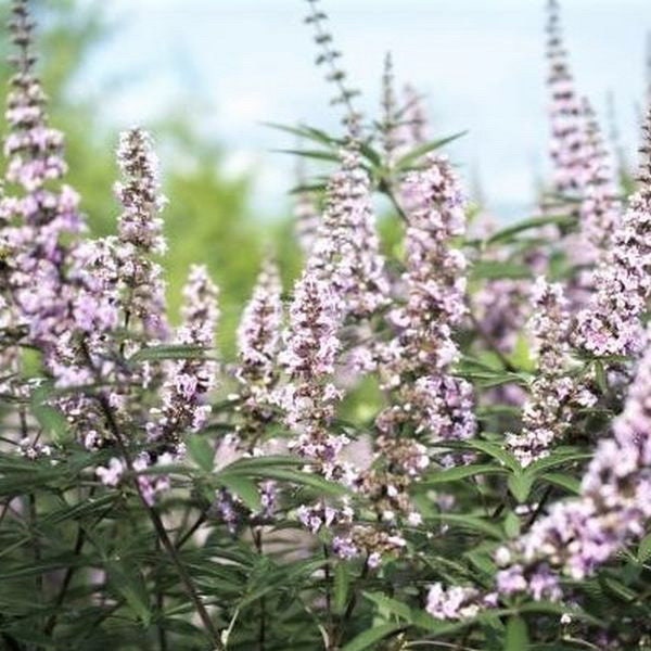 Vitex Agnus-Castus Rosea, L'arbre Au Poivre, Graines de Vitex Agnus-Castus, Produits Mon Jardin, Pla