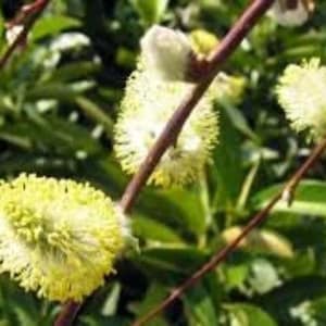 100 Goat Willow Seeds, Goat Willow, Salix caprea, Goat Willow, product from my garden, organic seeds, without treatment