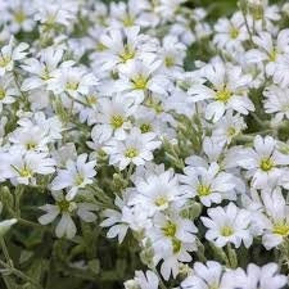 Graines de Cerastium Tomentosum, Céraiste Laineux, Corbeille d'argent ou Oreille Souris, Produits Mo