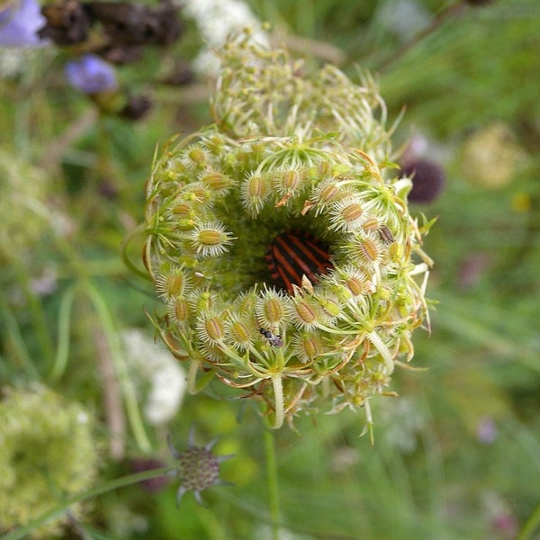 Wild carrot seeds, Daucus carota, Common carrot, products from my garden, organic plant, organic flower, organic plant