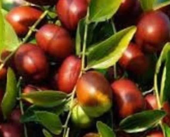Ziziphus Jujuba, Fruits Séchées, Grands Fruits, Jujuba Biologique, Plantes Médicinales, Fruits Rare,
