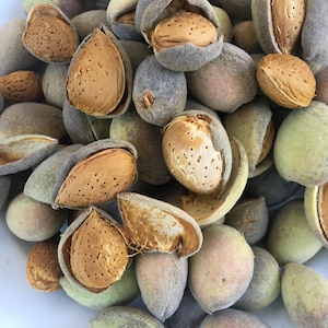 May include: A close-up of a pile of almonds in their shells. The shells are a mix of brown, green, and grey. Some of the almonds have been cracked open, revealing the brown nut inside.