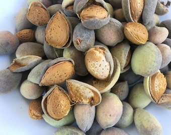 Fresh almonds, with their shells and skin, product from my organic garden, product of this year, Organic almonds, untreated
