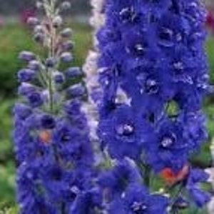 Lark seeds, The genus Delphinium, Dolphinella, Larkspur, products from my garden, organic plant, organic flower, untreated flowers