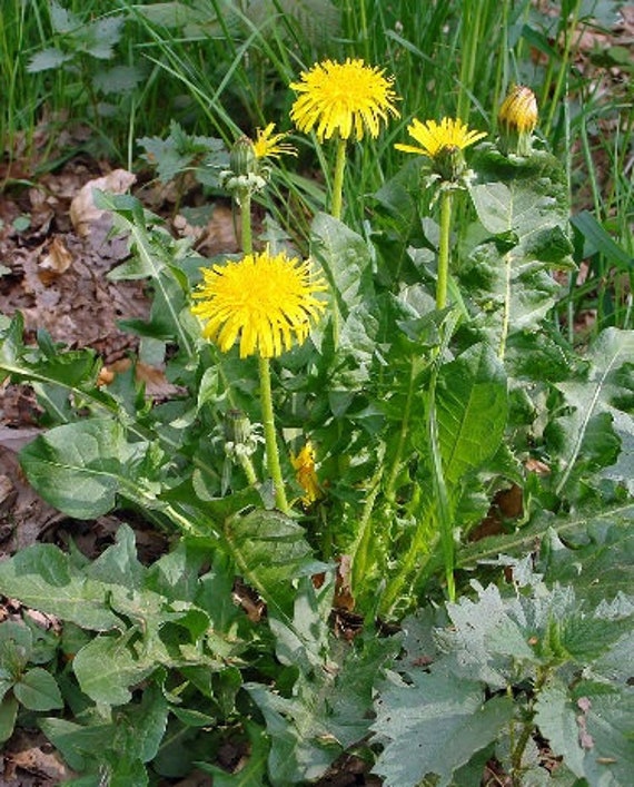 Feuilles Séchées de Pissenlits, Les Herbes, et Des Épices, Produits Mon Jardin, Plante Bio, Cueilli 