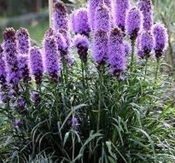 Graines de Plumes Du Kansas, Fleurs Biologiques, Produit Mon Jardin, Non Traitées