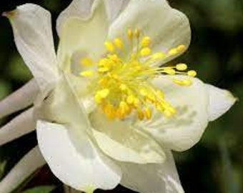 White columbine seeds, Aquilegia seeds, grandmother's hat, products from my garden, organic plant, organic seeds, without any products