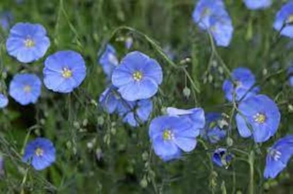 Linum Usitatissimum, Le Lin Bleu, Graines de Bleu, Fleurs Biologiques, Produit Mon Jardin, Non Trait