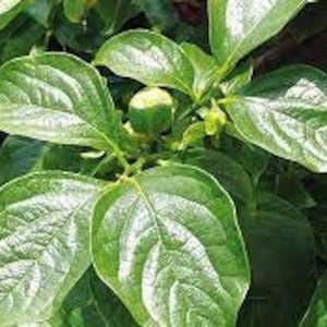 Può includere: Primo piano di un frutto di kaki verde che cresce su un ramo di albero. Il frutto è circondato da grandi foglie verdi.