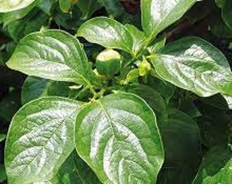 Hojas secas de caqui, hojas de kaki, producto de mi jardín, planta orgánica