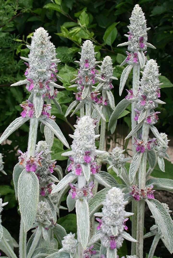 L'épiaire de Byzance, Épiaire Laineuse, Stachys Byzantina, Graines L'épiaire Byzance, Produits Mon J