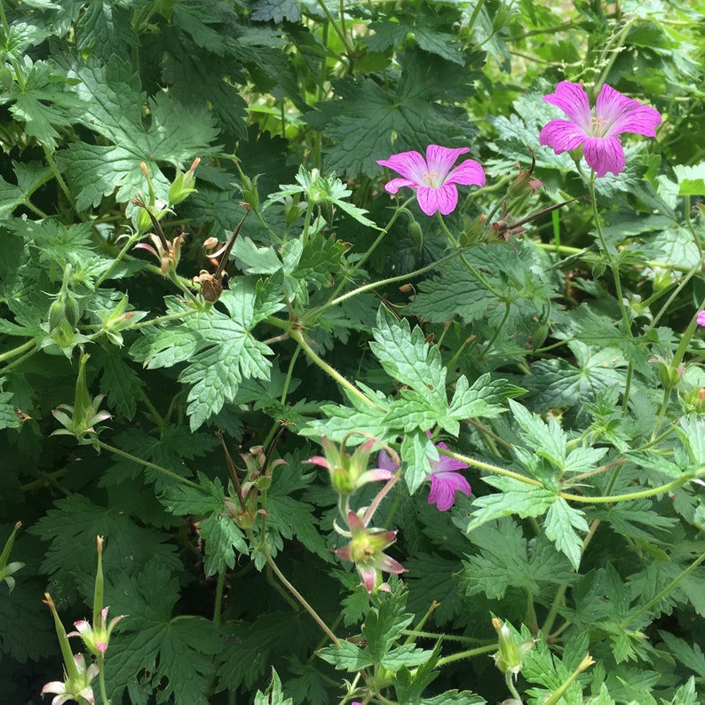 Geranium caespitosum, purple geranium or pine forest geranium, geranium seeds, products from my garden, organic plant image 1