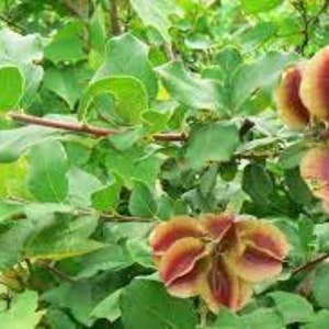 Dried Kinkeliba leaves, Combretum micranthum, air dried, untreated, organic Kinkeliba