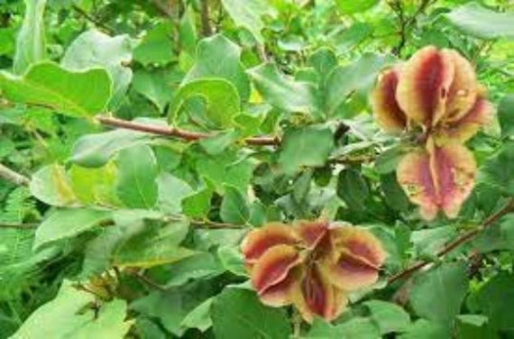 Feuilles Sechées de Kinkeliba, Combretum Micranthum, Séchées à L'air Libre, Sans Traitement, Kinkeli