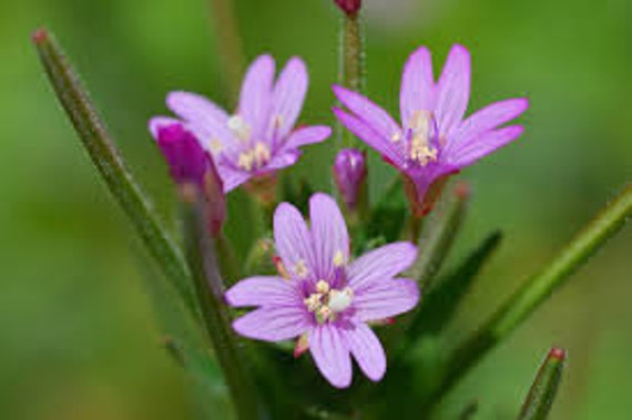 Epilobium Ciliatum, Fringed Willowherb, Épilobe Cilié, Graines de Épilobe Cilié, Produits Mon Jardin