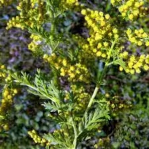 Artemisia annua zaden, product uit mijn tuin, biologische plant, biologische bloem, onbehandelde bloemen