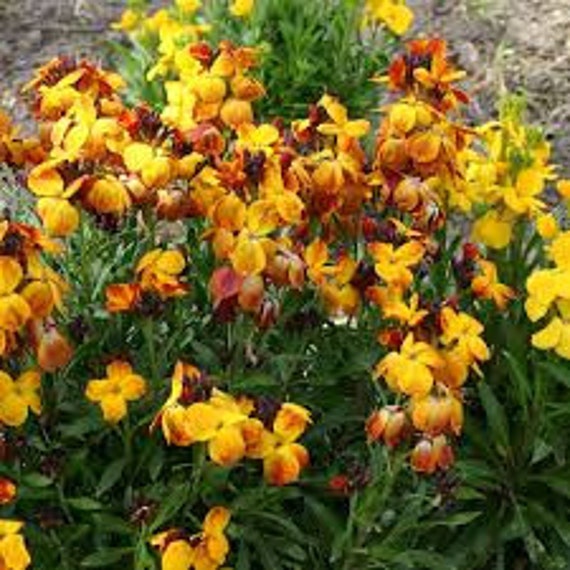 Giroflée Des Jardins, Graines de Giroflée Jardins, Produits Mon Jardin, Plante Bio