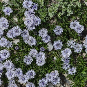 Peut inclure: Une vue rapprochée d'un groupe de fleurs sauvages bleues et blanches poussant dans une zone rocheuse et verte. Les fleurs sont en pleine floraison et ont un aspect délicat et plumeux.