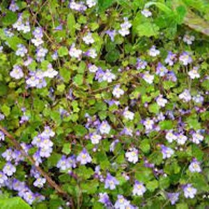 Wall cymbalaria, Wall cymbalaria seeds, Cymbalaria muralis, Linaria cymbalaria, Cymbal toadflax, Wall toadflax, Ruin of Rome image 8